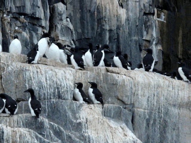 Thick-billed Murre - ML201678371