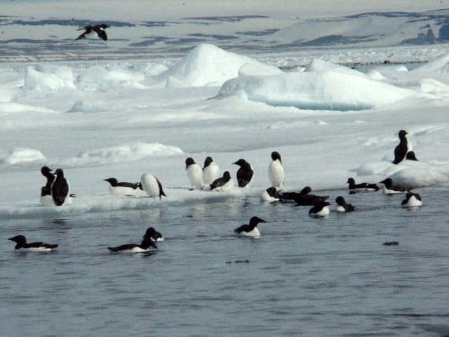 Thick-billed Murre - ML201678381