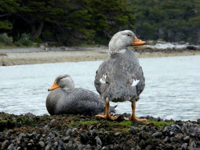 Flightless Steamer-Duck - ML201678461