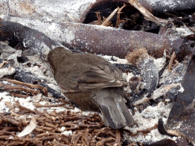 Karaca Sinklot (antarcticus) - ML201678531