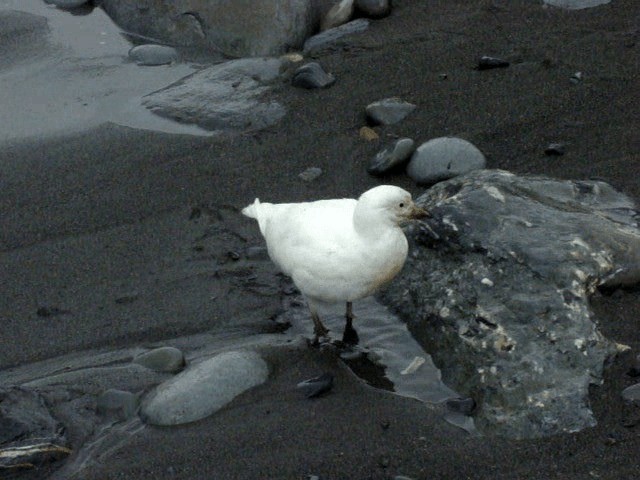 Snowy Sheathbill - ML201678631