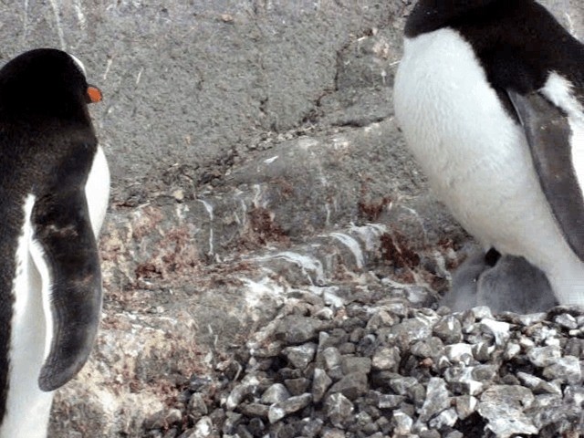 tučňák oslí - ML201678651