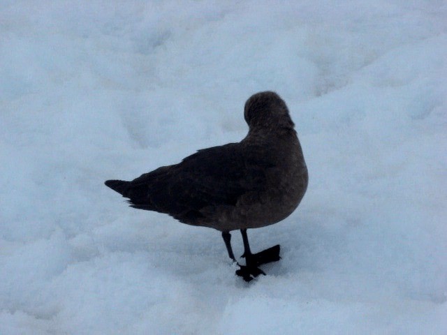 South Polar Skua - ML201678681