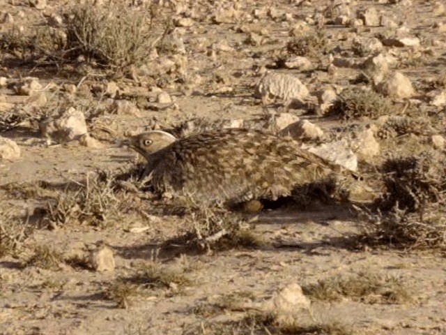 Houbara Bustard (North African) - ML201678711