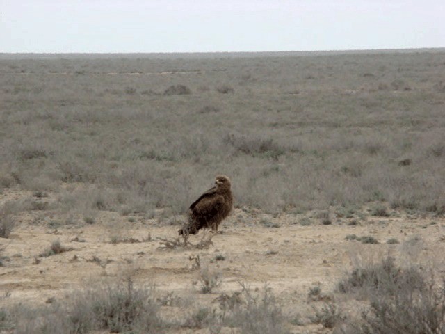 Águila Esteparia - ML201678741