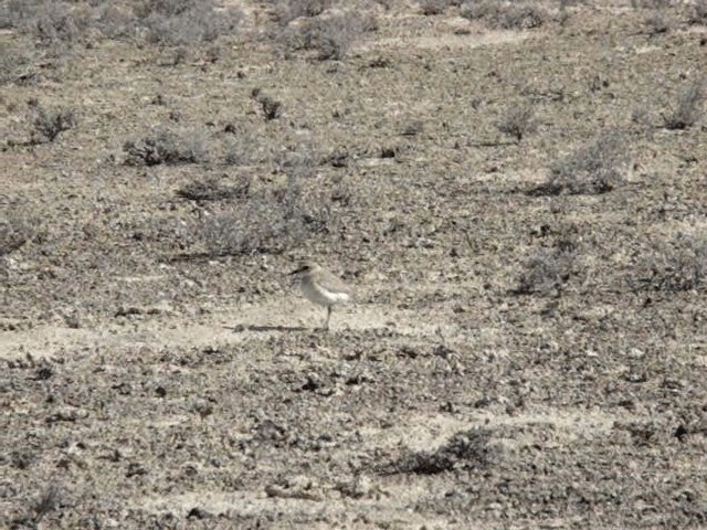 Greater Sand-Plover - ML201678831