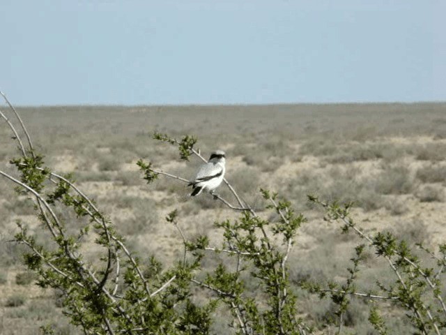 Great Gray Shrike (Steppe) - ML201678841