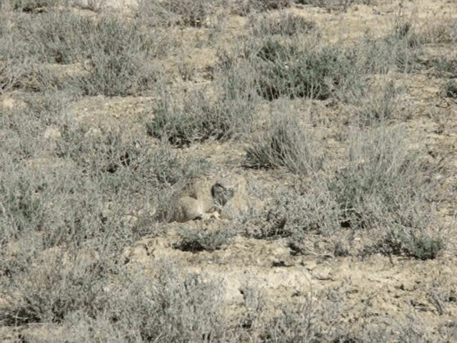 drop obojkový - ML201678851