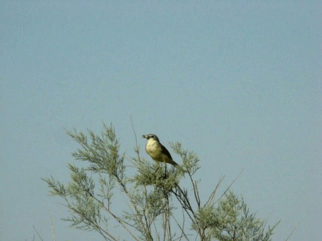 konipas luční (ssp. feldegg) - ML201678861