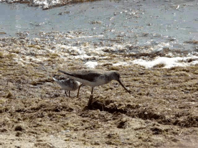 Terek Sandpiper - ML201678871