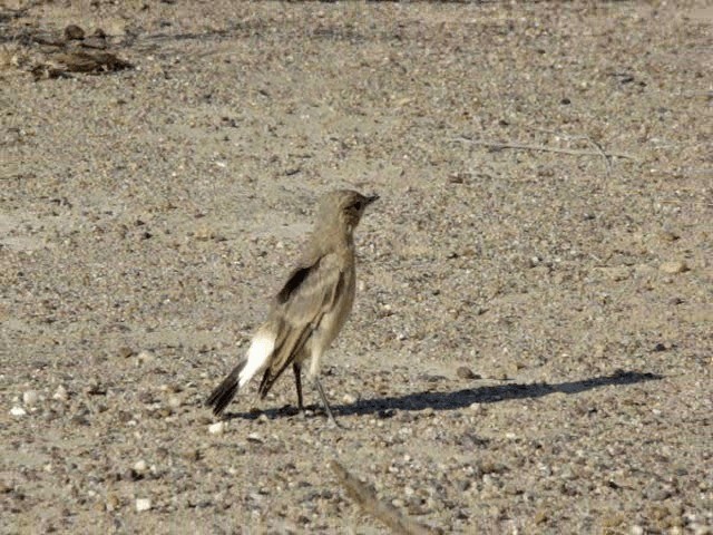 Isabelline Wheatear - ML201678901