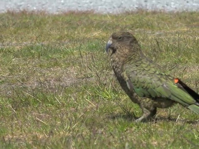 kea - ML201678931