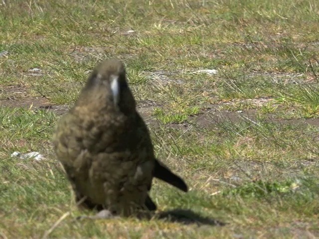 Kea - ML201678941
