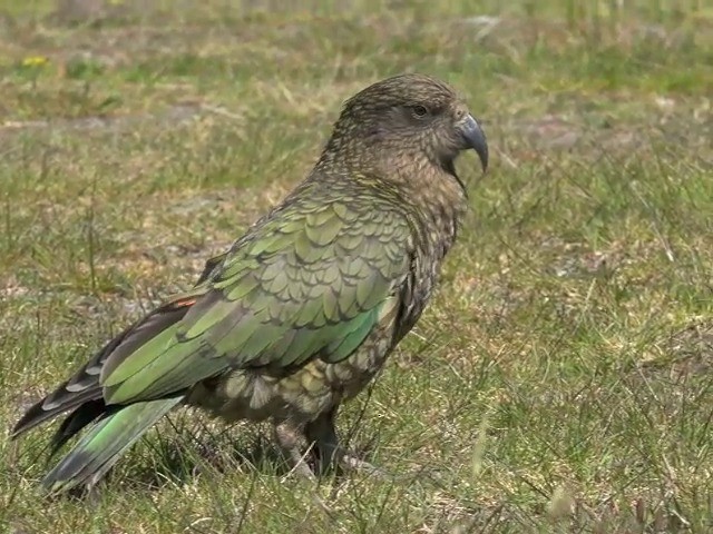 kea - ML201678951