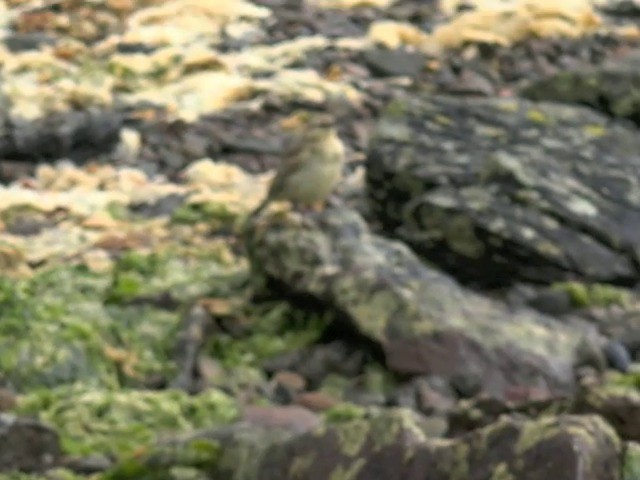 New Zealand Pipit - ML201678971