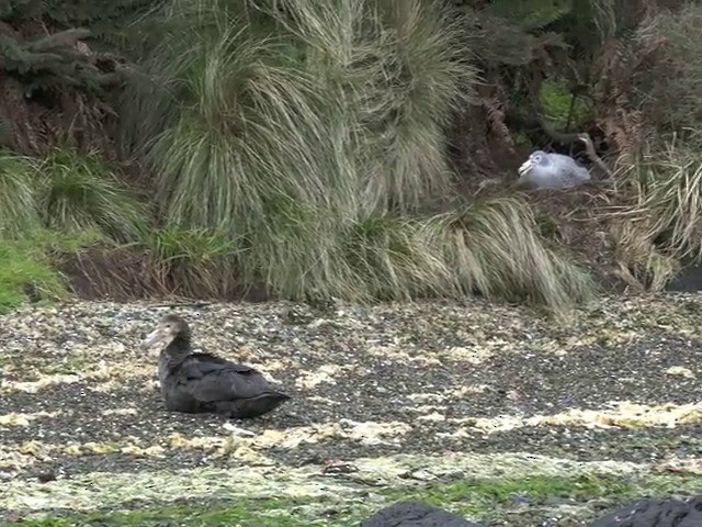 Northern Giant-Petrel - ML201679061