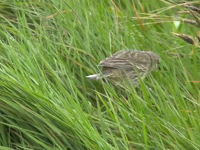 New Zealand Pipit - ML201679071