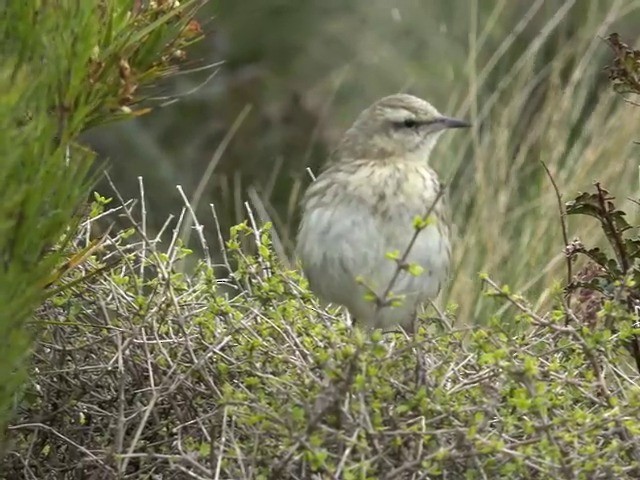 New Zealand Pipit - ML201679081