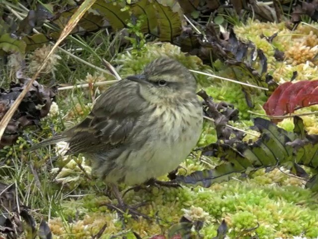 New Zealand Pipit - ML201679091