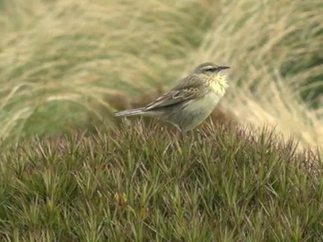 New Zealand Pipit - ML201679101