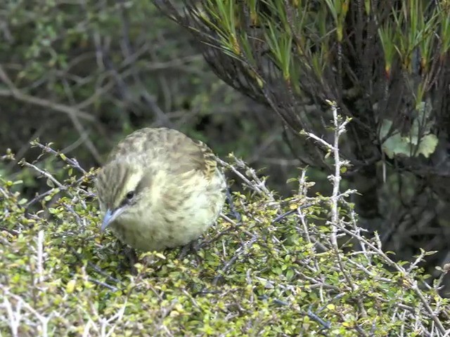 New Zealand Pipit - ML201679111