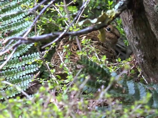 Subantarctic Snipe - ML201679121