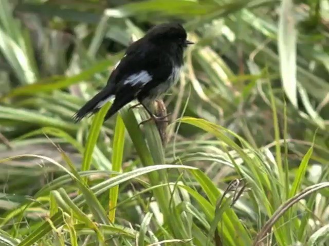 Tomtit (New Zealand) - ML201679131