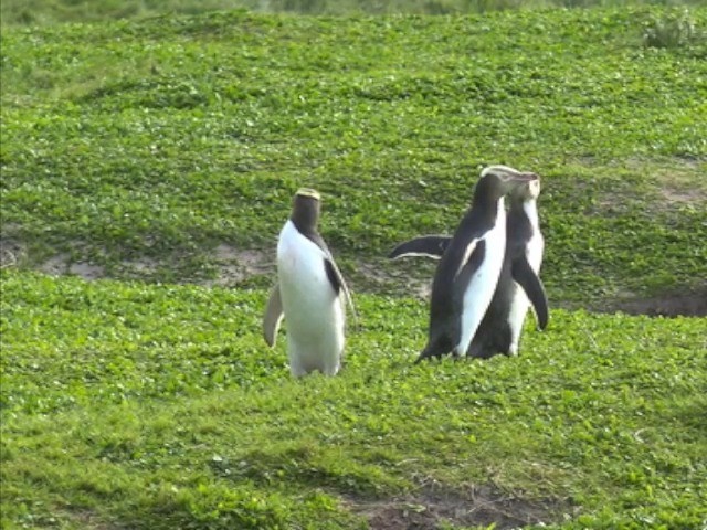 Yellow-eyed Penguin - ML201679151