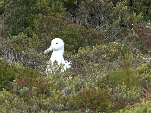Southern Royal Albatross - ML201679161