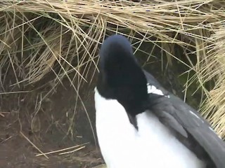  - Campbell Islands Shag