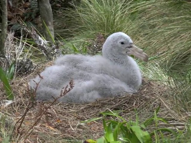 Northern Giant-Petrel - ML201679191