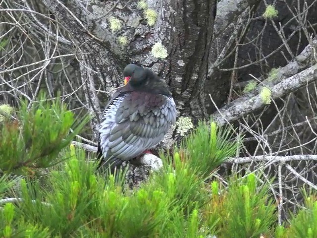 Chatham Island Pigeon - ML201679241