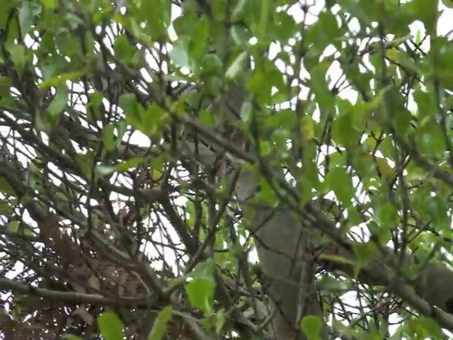 Ріроріро чатамський - ML201679281