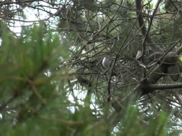 Chatham Island Gerygone - ML201679291