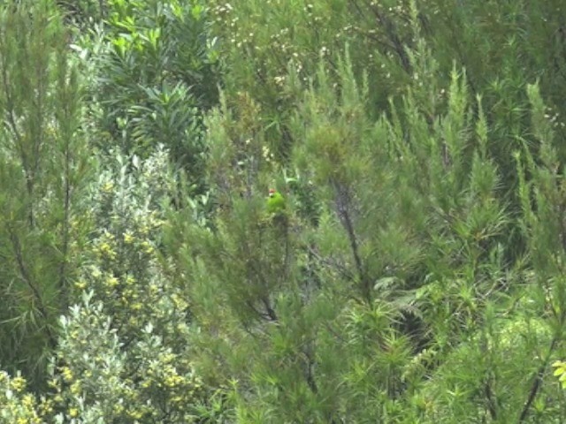 Red-crowned Parakeet - ML201679301