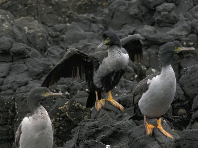 Video - Pitt Island Shag - Phalacrocorax featherstoni - Birds of the World