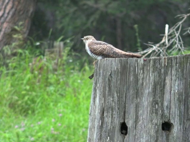 Common Cuckoo - ML201679451