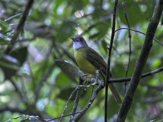Yellow-bellied Bulbul - ML201679531