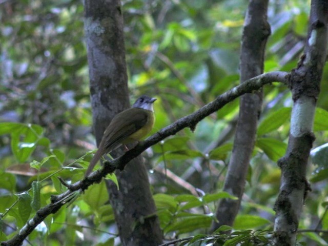 Yellow-bellied Bulbul - ML201679541