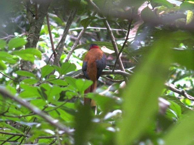 Red-naped Trogon - ML201679551