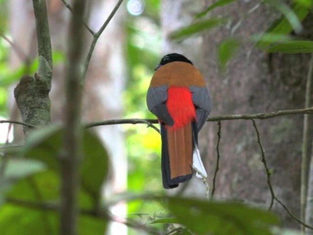 Scarlet-rumped Trogon - ML201679561