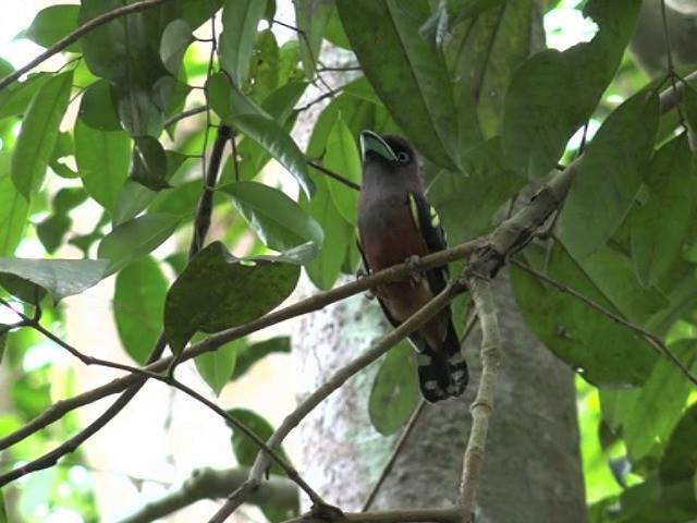 Banded Broadbill (Banded) - ML201679571