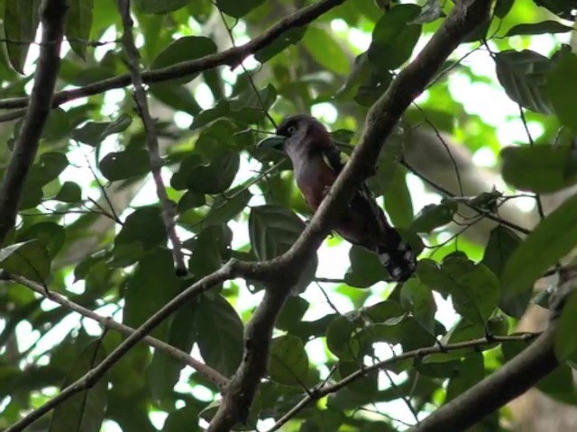 Banded Broadbill (Banded) - ML201679581