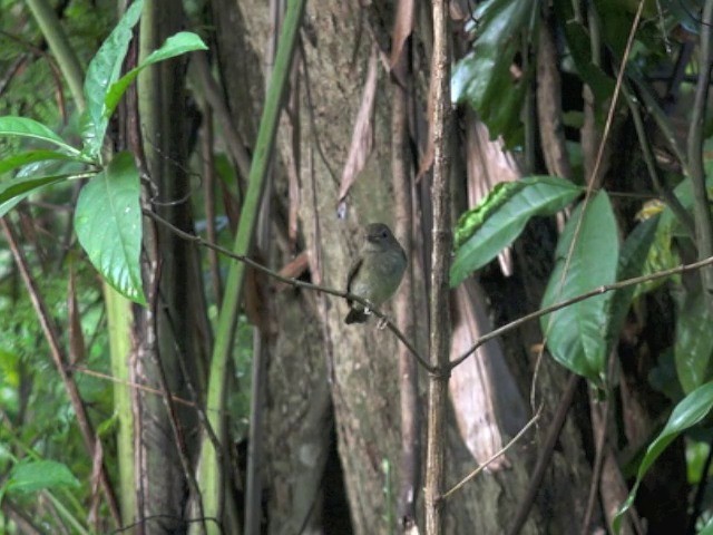 Brown-chested Jungle Flycatcher - ML201679671