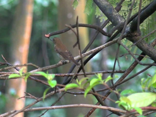 Brown-chested Jungle Flycatcher - ML201679711