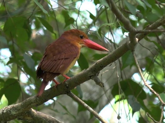 Ruddy Kingfisher - ML201679751