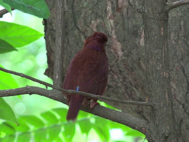 Martin-chasseur violet - ML201679761