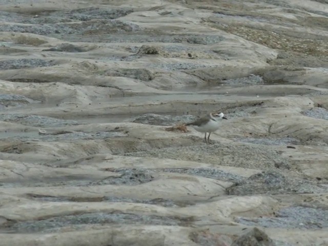 Pluvier de Swinhoe - ML201679771