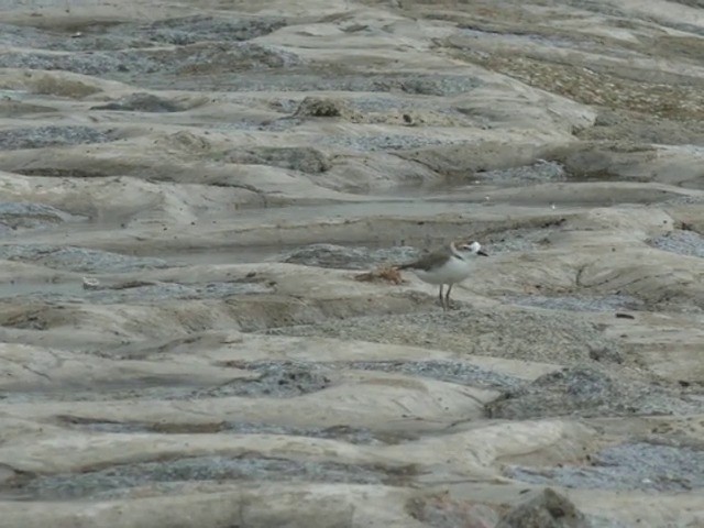 White-faced Plover - ML201679771