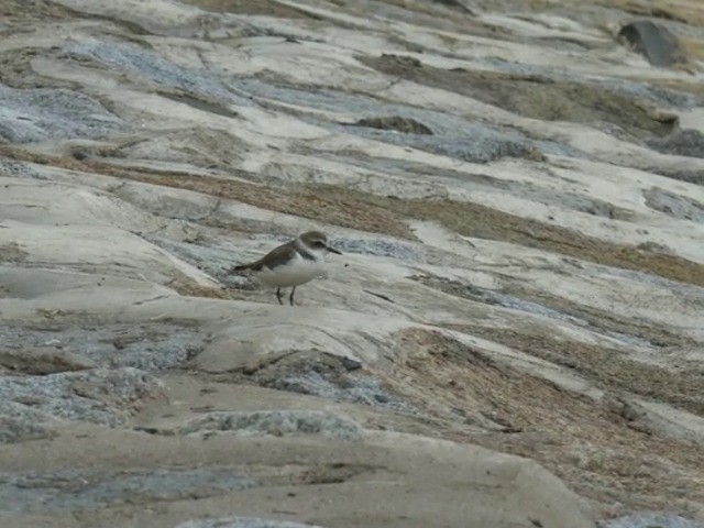 Kentish Plover (Kentish) - ML201679781